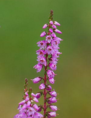 Common heather - Calluna vulgaris.