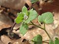 Efeu-Ehrenpreis Veronica hederifolia