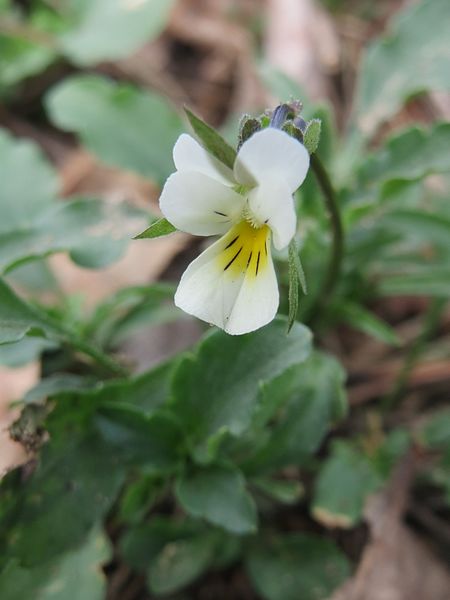 File:20170402Viola arvensis2.jpg