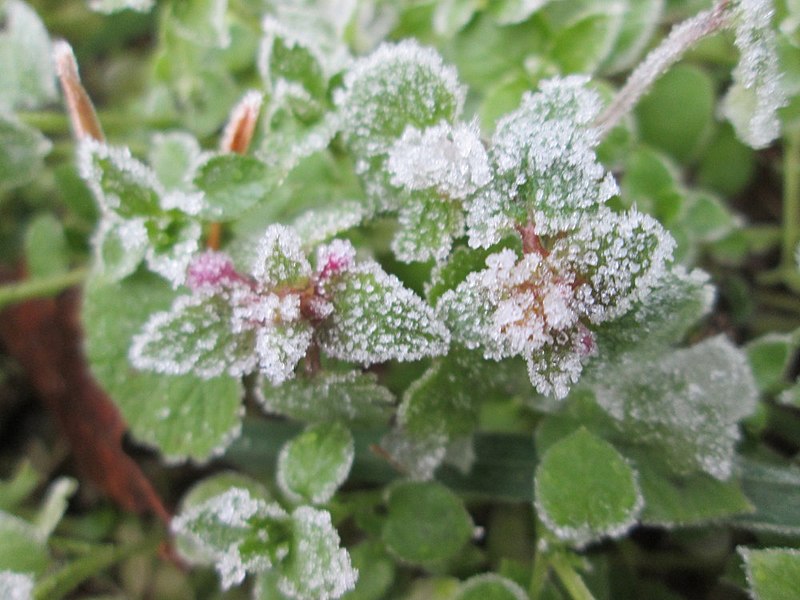 File:20171202Lamium purpureum1.jpg