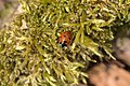 * Nomination A seven-spot ladybird (Coccinella septempunctata) on moss in the nature reserve Badstube Mimbach. --DavidJRasp 16:18, 15 February 2022 (UTC) * Promotion  Support Good quality. --Adamant1 11:14, 16 February 2022 (UTC)