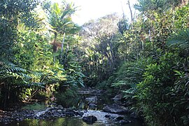 Creek near Charco Azul