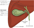 Safra sistemi ve karaciğer