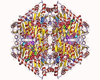 <span class="mw-page-title-main">Oxalyl-CoA decarboxylase</span>