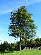 Solitary trees in Upper Swabia