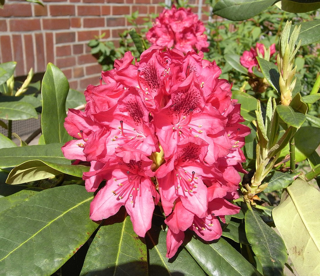 Rhododendron