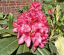 Rhododendron in een tuin
