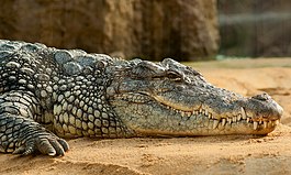 A Nile Crocodile.jpg