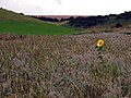 A Solitary Swin Dale Sunflower - geograph.org.uk - 930949.jpg