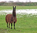 A brown Llama (Lama glama) - geograph.org.uk - 1631821.jpg