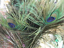 A close-up of peacock's feather1.JPG