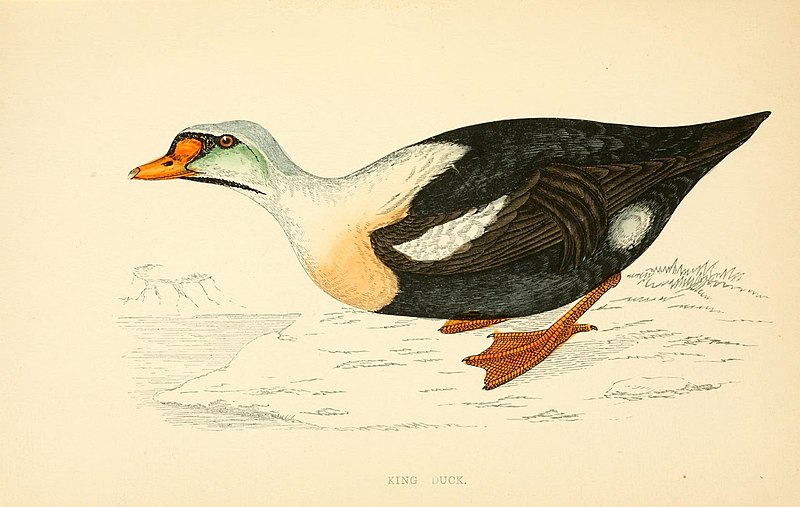 File:A history of British birds (10421992276).jpg