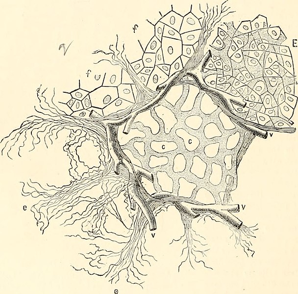 File:A manual of human physiology, including histology and microscopical anatomy, with special reference to the requirements of practical medicine (1885) (14758500026).jpg
