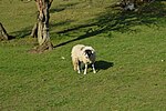 Thumbnail for File:A sheep in Upper Airedale - geograph.org.uk - 4632566.jpg