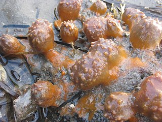 <span class="mw-page-title-main">Aaptos tenta</span> Species of sponge