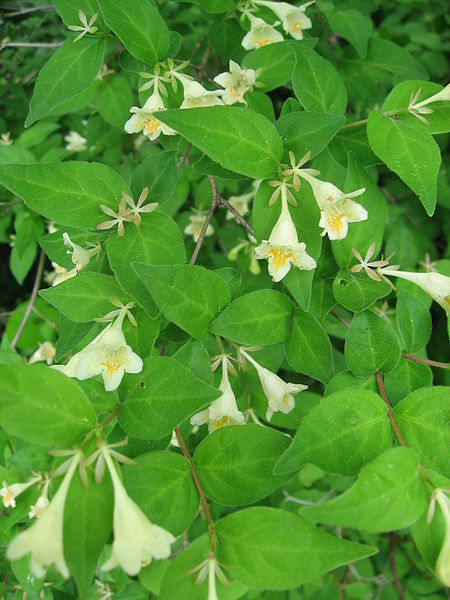 File:Abelia spathulata 2.JPG