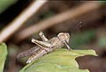 Abisares viridipennis, Nairobi, 2002.