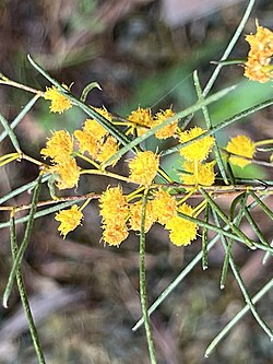 Acacia uncinella.jpg