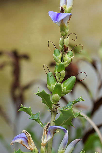 420px-Acanthus_ilicifolius_fruit.jpg