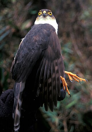 <span class="mw-page-title-main">Plain-breasted hawk</span> Species of bird