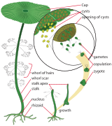 Cicles Acetabularia - LadyofHats