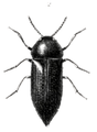 Acmaeodera crinita