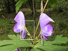 花弁にみえるのは萼片で、上萼片1個、側萼片2個、下萼片2個の5個で構成される。上萼片の前方の嘴は短い。白色の四角形を右写真に拡大。