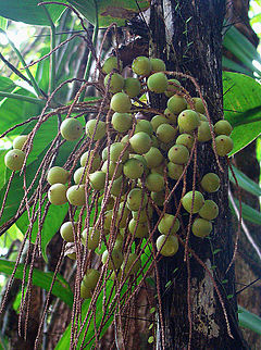 Acrocomia aculeata, immature Grugu Nuts. (11164009576).jpg