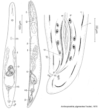 Actinoposthia pigmentea