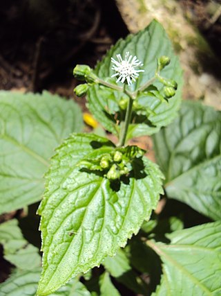 <i>Adenostemma</i> Genus of plants