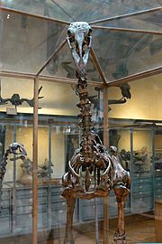 National Museum Of Natural History, France