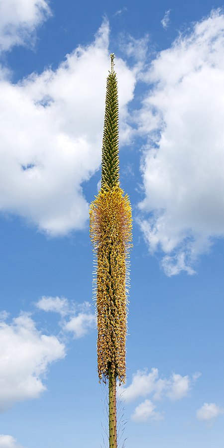 Agave filifera 003.jpg