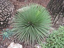 Agave stricta Monaco.jpg