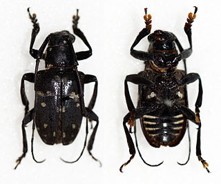 <i>Agelasta mindanaonis</i> Species of beetle