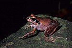 Miniatura per Aglyptodactylus