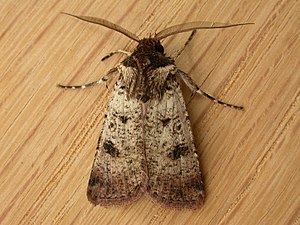 Agrotis porphyricollis