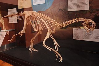 <i>Heyuannia</i> Extinct genus of dinosaurs