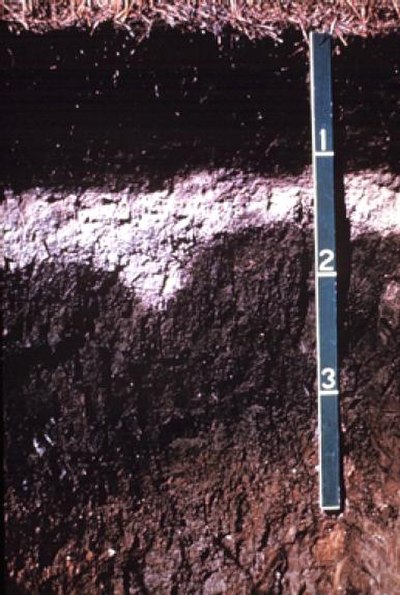 Albic Luvisol – dark surface horizon on a bleached subsurface horizon (an albic horizon) that tongues into a clay illuviation (Bt) horizon
