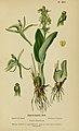 Liparis loeselii plate 25 in: Henry Correvon: Album des orchidées de l'Europe centrale et septentrionale Genève (1899)