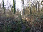 Alder Wood and Meadow