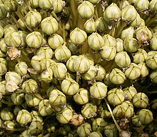 Allium porrum 02 ies.jpg