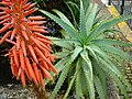 Aloe arborescens (babosa).jpg