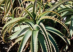 Aloes - rodzina Asphodelaceae