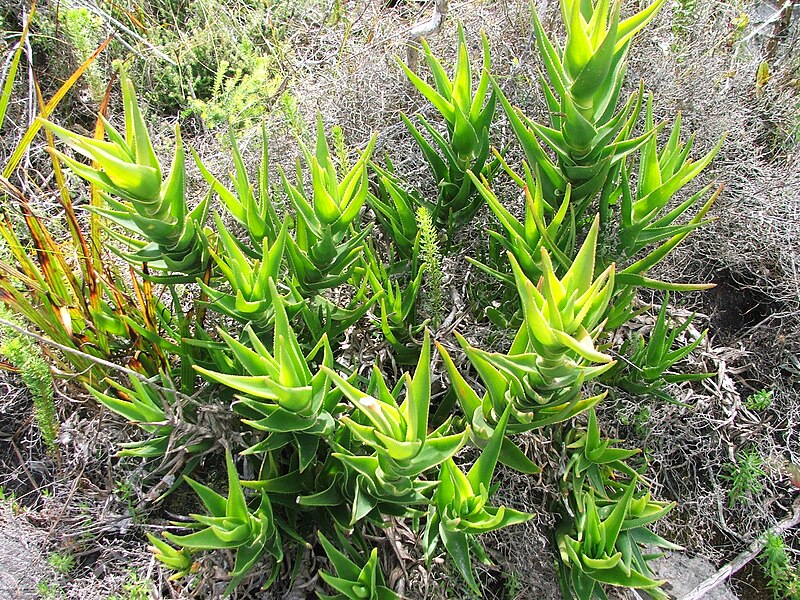 File:Aloe juddii - Koudeberg aloe - South Africa.JPG