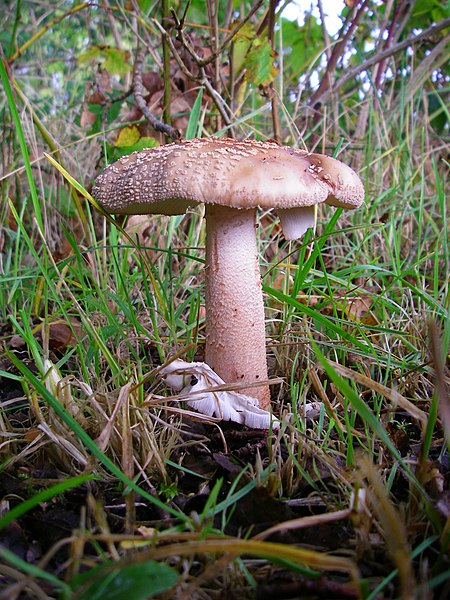 File:Amanita rubescens (15).JPG