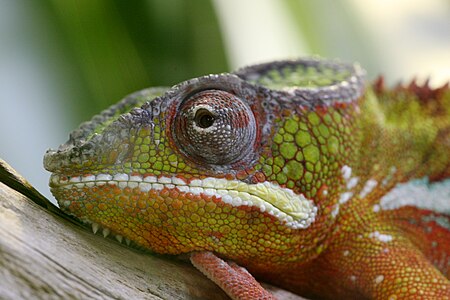 Ambilobe panther chameleon.jpg