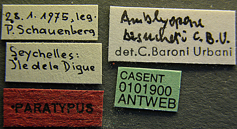 File:Amblyopone besucheti casent0101900 label 1.jpg