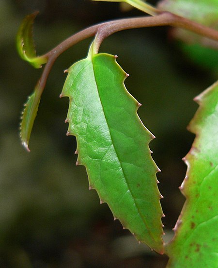 Amborella trichopoda 5.jpg