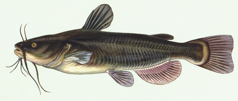 File:Ameiurus melas by Duane Raver.png