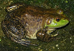 American Bullfrog (Rana catesbeiana) (8741684912).jpg